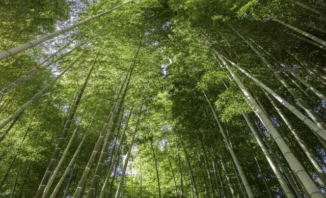山門四季 · 佛寶山日常 12