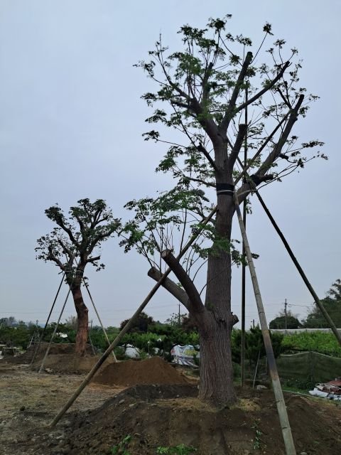 山門四季 · 佛寶山日常 17