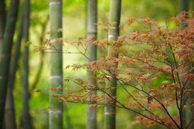 山門四季 · 佛寶山日常 13